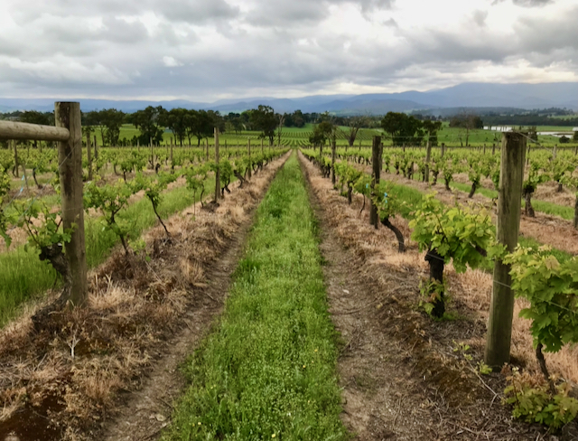 Thursday Night Wine: Class-Demystifying Pinot Noir, Renton, Washington, United States
