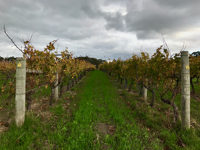 Thursday Night Wine: Class–Demystifying Cabernet Sauvignon, Renton, Washington, United States