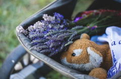 Lavender Bloom Festival