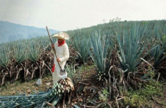 Tequila Tasting With Pairing Menu