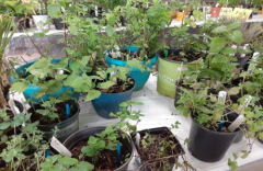 Village Garden Club of Amherst Annual Garden Fest