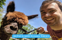 Group Alpaca and Llama Treks at Lilymoore Farm On 26 April 2025