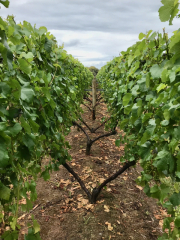 Thursday Night Wine: Class–Demystifying Sparkling Wine
