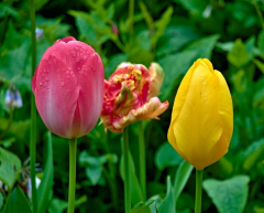 Constable Burton Hall and Gardens Tulip Festival