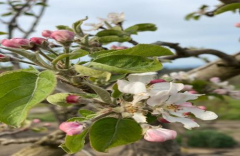 A Stroll Through the Apple Blossoms