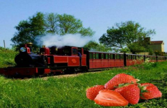 Strawberries and Steam - July Weekends