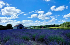 Lavender Days Festival