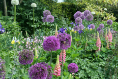 Allium Extravaganza at Arundel Castle this May
