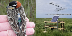 The Power of Towers - April 26 at 9am at the Indreland Audubon Wetland Preserve