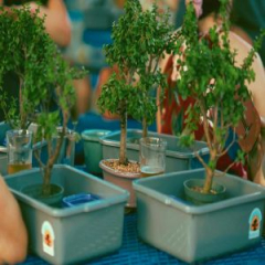 Bonsai and Brews at Broad Street Brewing Co. | Brooksville