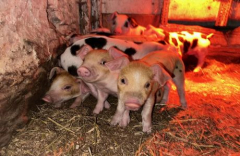 FARM ANIMAL FROLIC - May 17, 18, 24 and 25 Quiet Valley Living Historical Farm