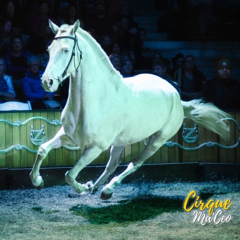 Cirque Ma'Ceo - San Jose, San Jose, California, United States