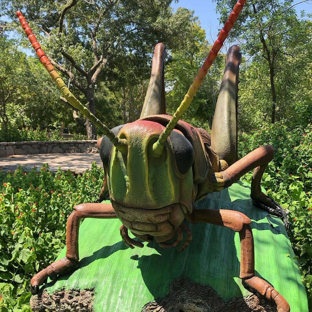 Bugs LIVE, McKinney, Texas, United States