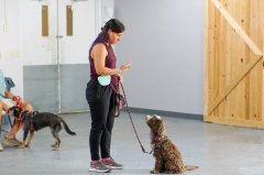 Master Control: The Best Dog Training Leash for Obedience and Safety