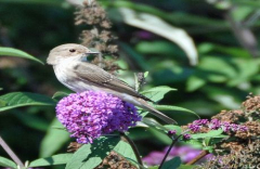 Open Gardens in Barford St Martin