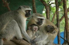 Charity dinner at Vegivores in aid of the Vervet Monkey Foundation