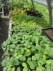 Kindle Farm School- Memorial Day Weekend Plant Sale