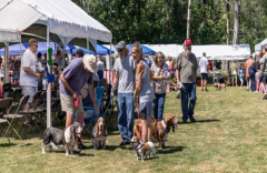 Slobberfest 2025/ Droopy Basset Rescue