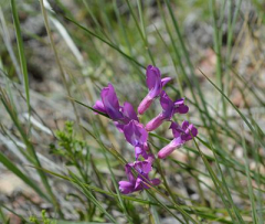 Discover the Plants Around You! UW Plant Identification Workshop