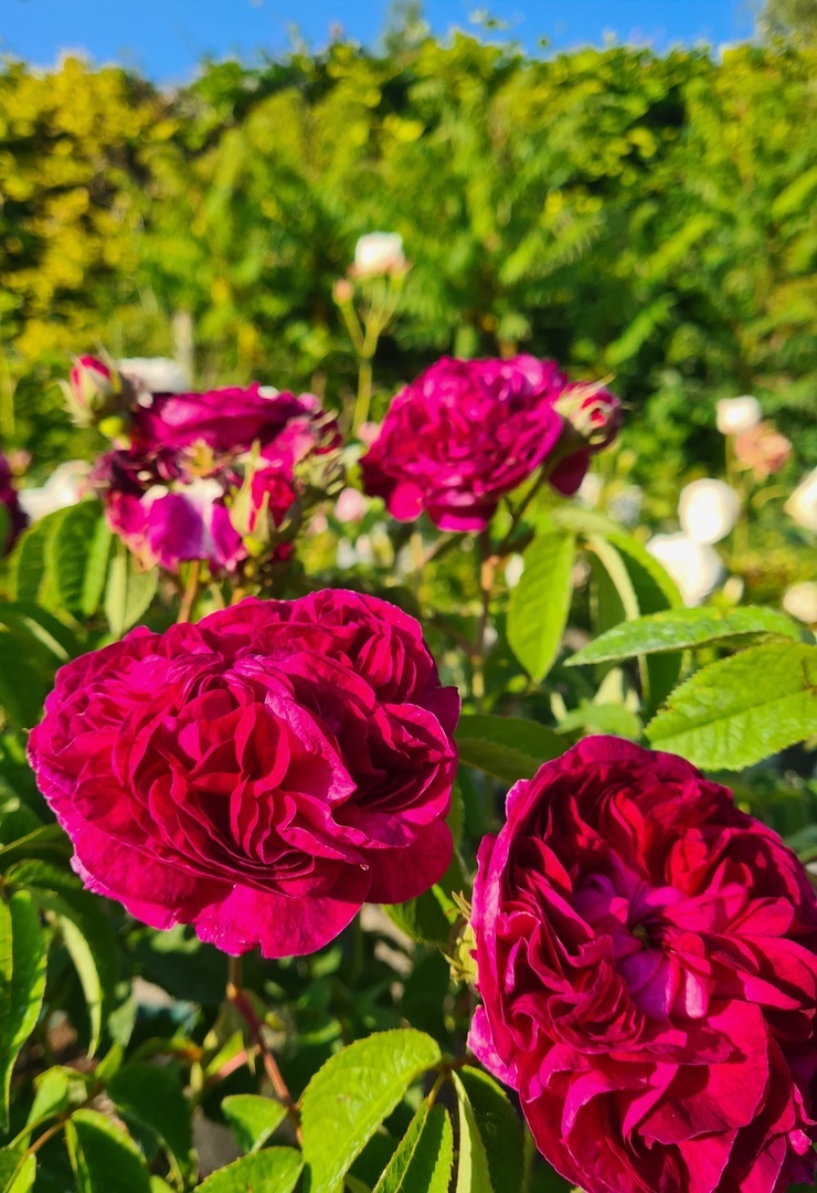 Plant Nursery Public Open Day, Cuxham, England, United Kingdom
