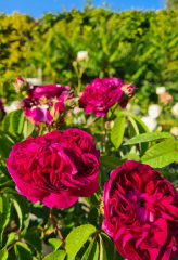 Plant Nursery Public Open Day