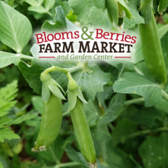 U-pick Sugar Snap Peas