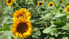 Sunflowers for Wishes
