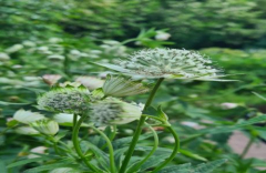 Trade Nursery Public Open Day