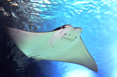 Teacher Appreciation Days - FREE Entry for Teachers to Michigan's Largest Aquarium - SEA LIFE