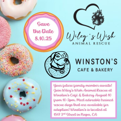 Wiley's Wish Animal Rescue at Winston's Cafe and Bakery in Napa