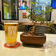Bonsai and Brews at Sun King Brewing | Sarasota