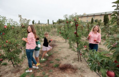 Honeycrisp Apple U-Pick